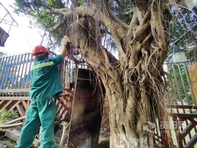 资阳住建：修剪问题树AG真人 AG木 消除安全隐患(图1)