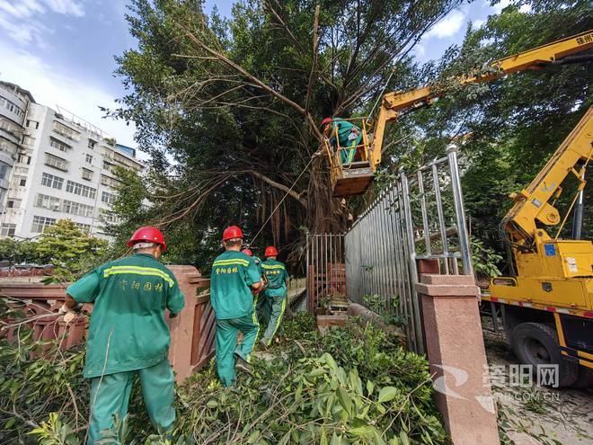 资阳住建：修剪问题树AG真人 AG木 消除安全隐患(图2)